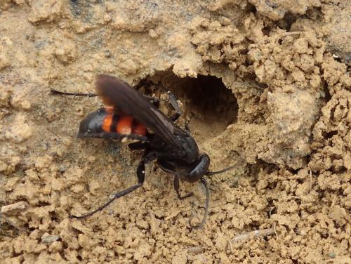 Anoplius viaticus